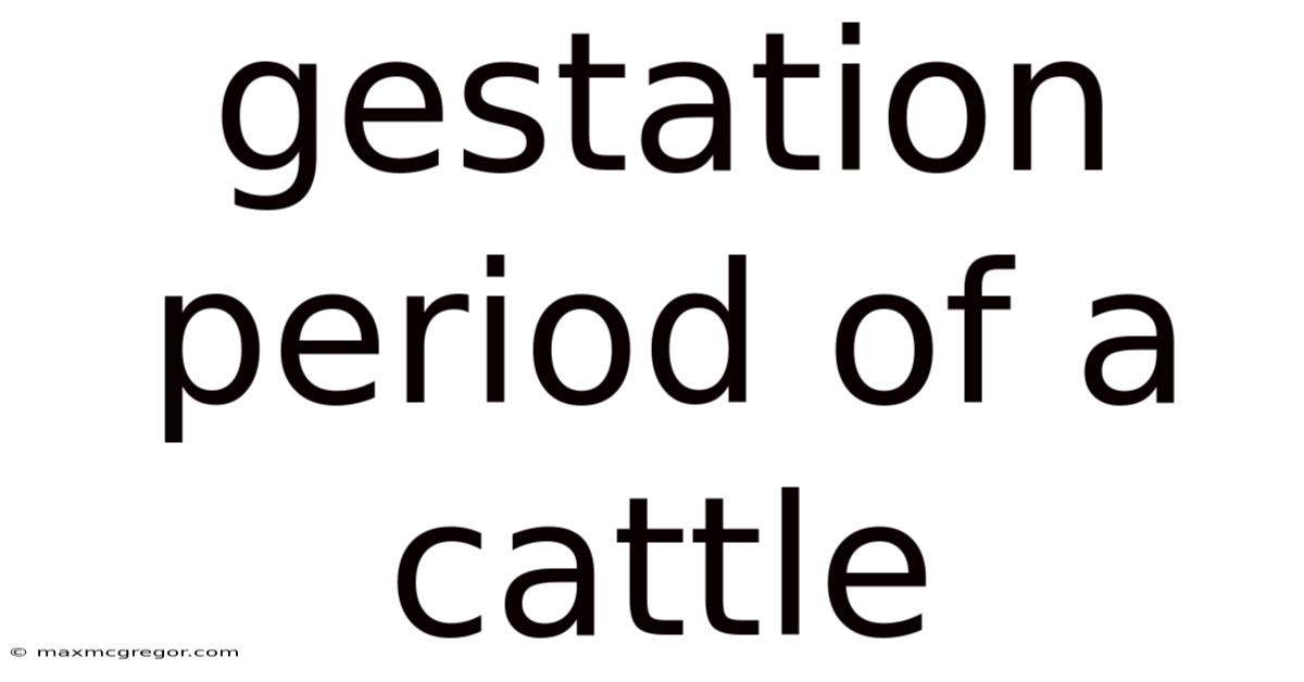Gestation Period Of A Cattle