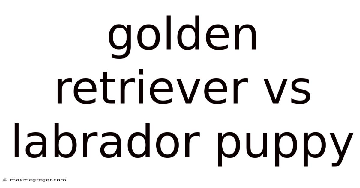 Golden Retriever Vs Labrador Puppy