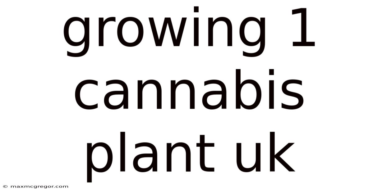 Growing 1 Cannabis Plant Uk