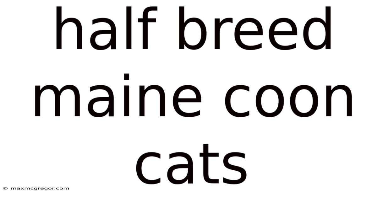 Half Breed Maine Coon Cats
