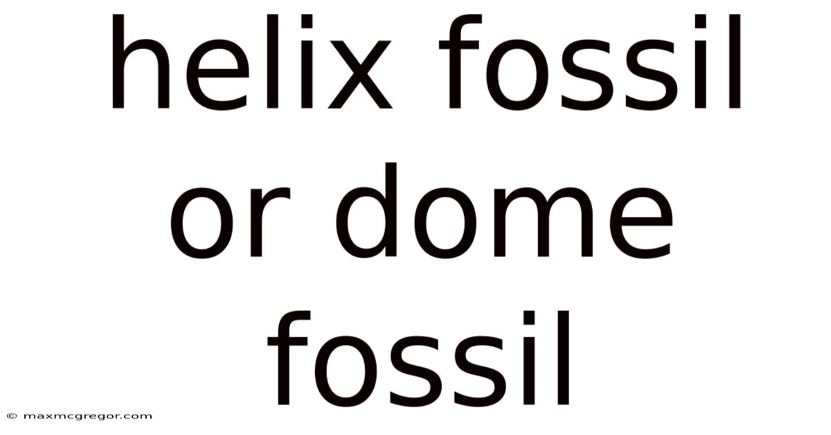 Helix Fossil Or Dome Fossil