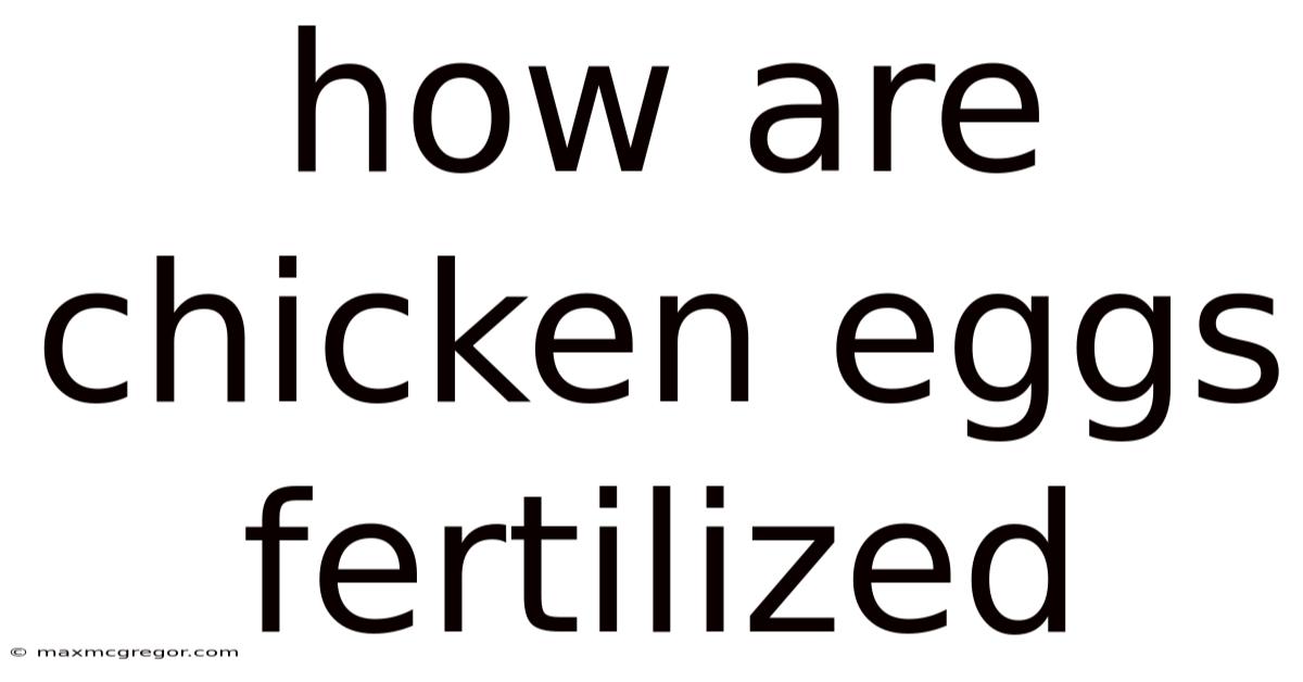 How Are Chicken Eggs Fertilized