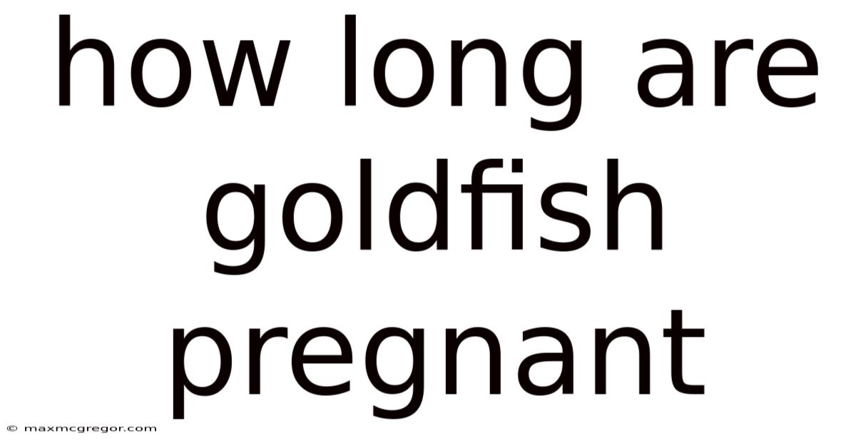 How Long Are Goldfish Pregnant