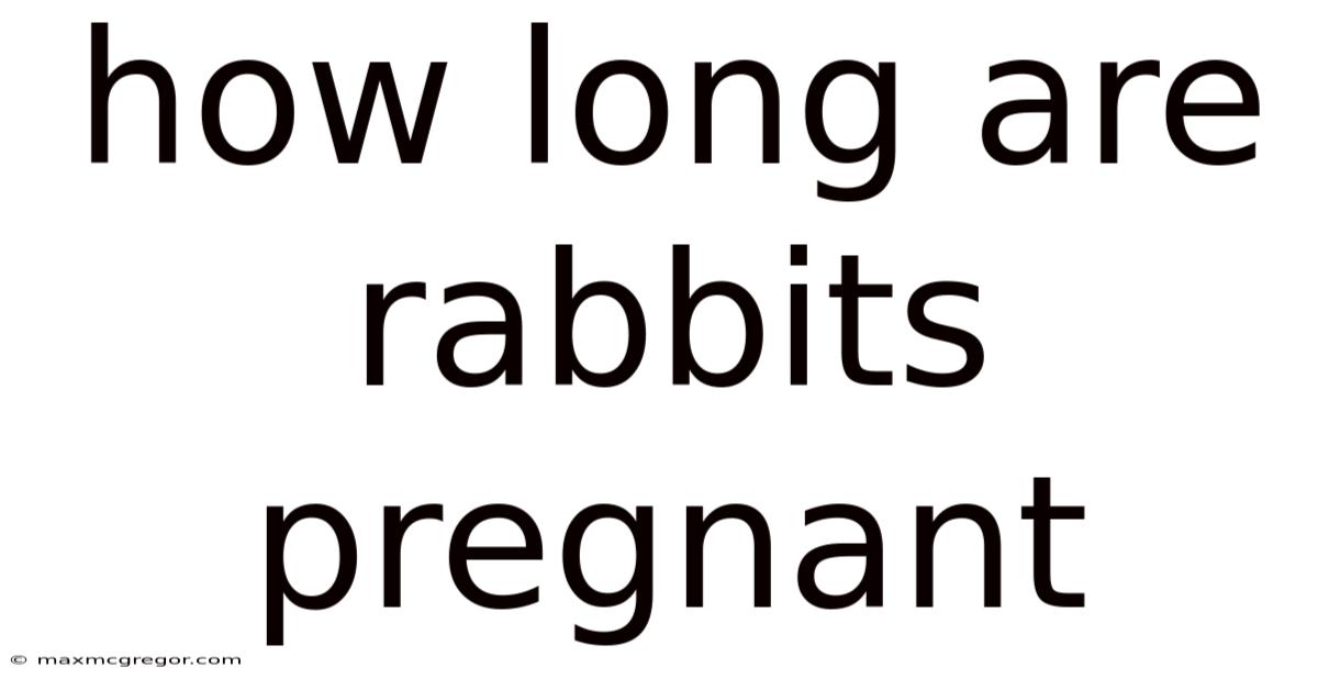 How Long Are Rabbits Pregnant