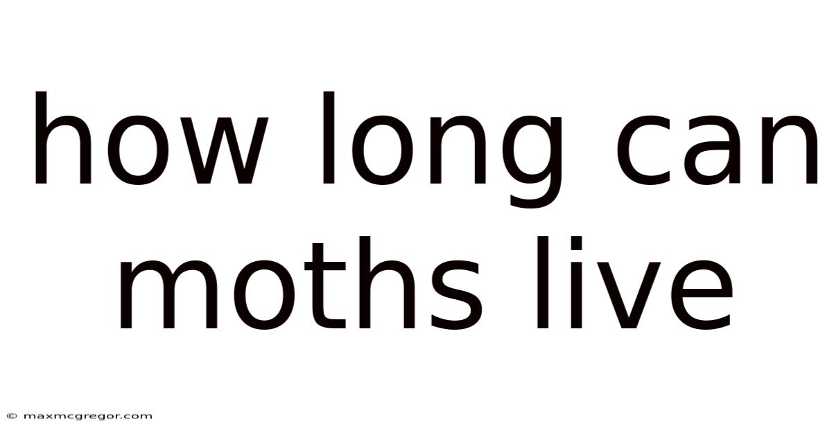 How Long Can Moths Live
