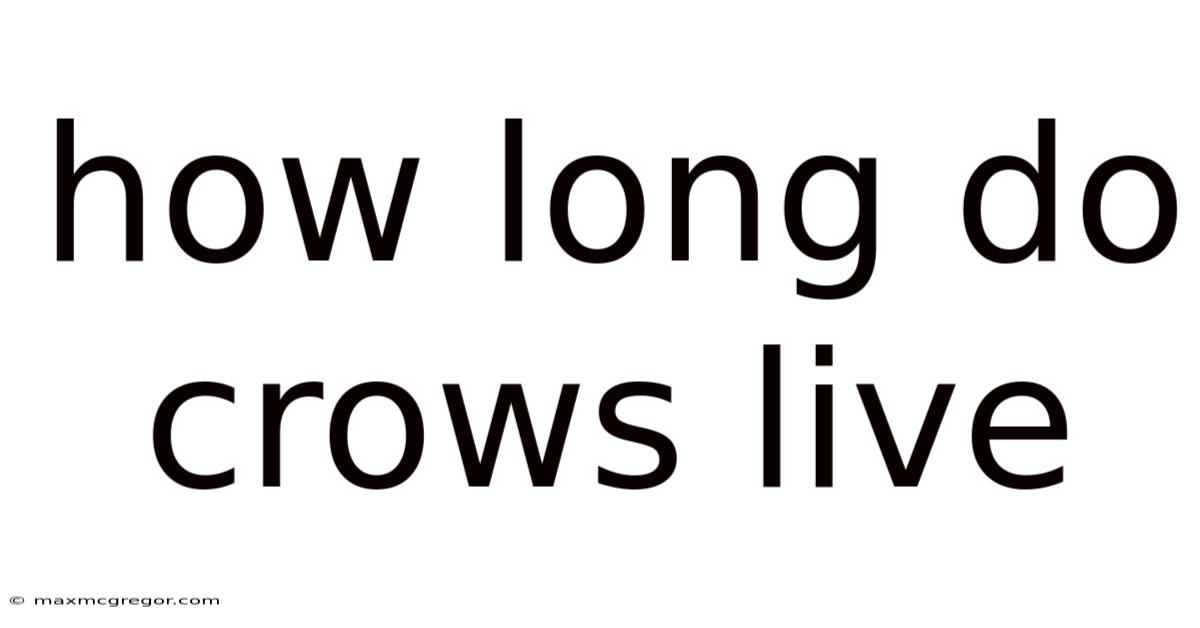 How Long Do Crows Live
