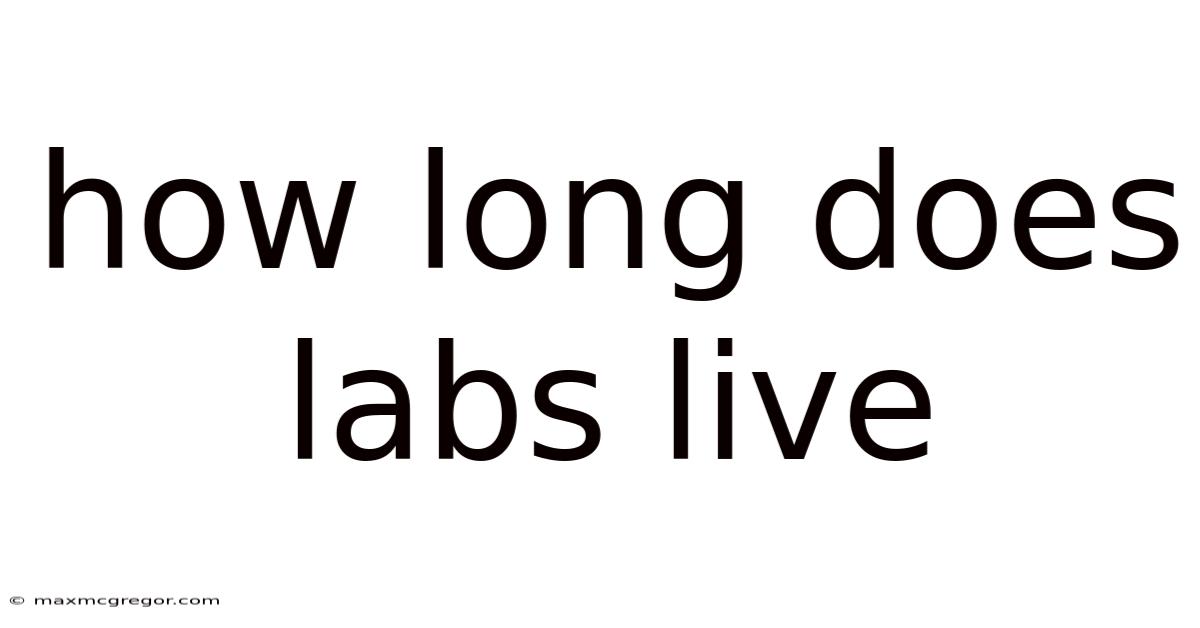 How Long Does Labs Live