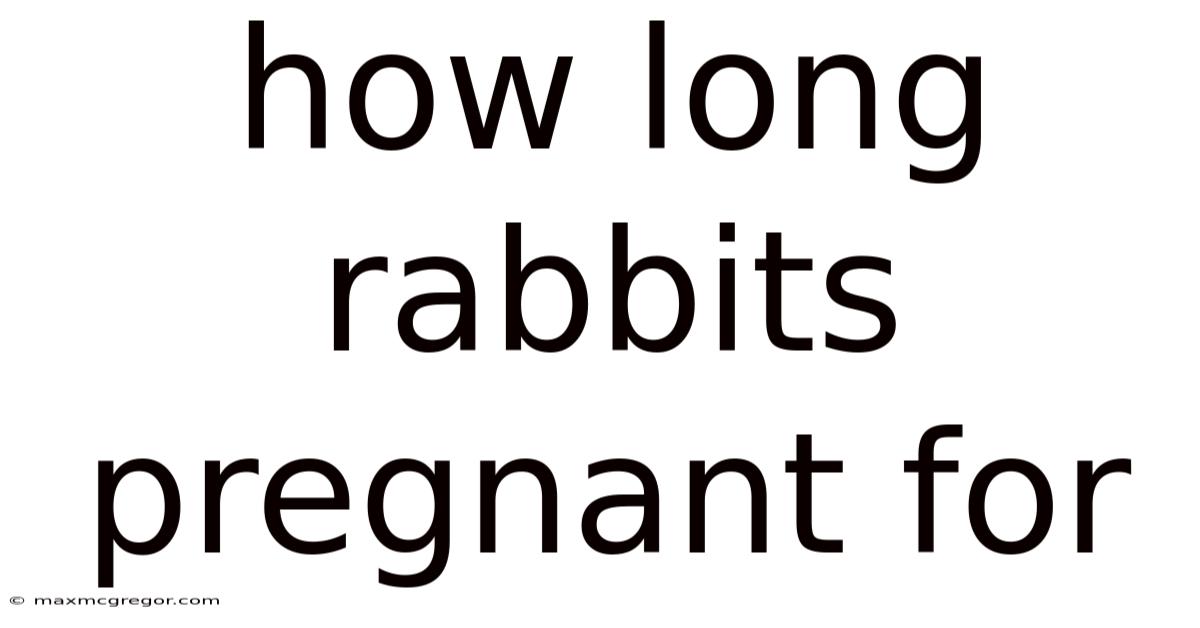 How Long Rabbits Pregnant For