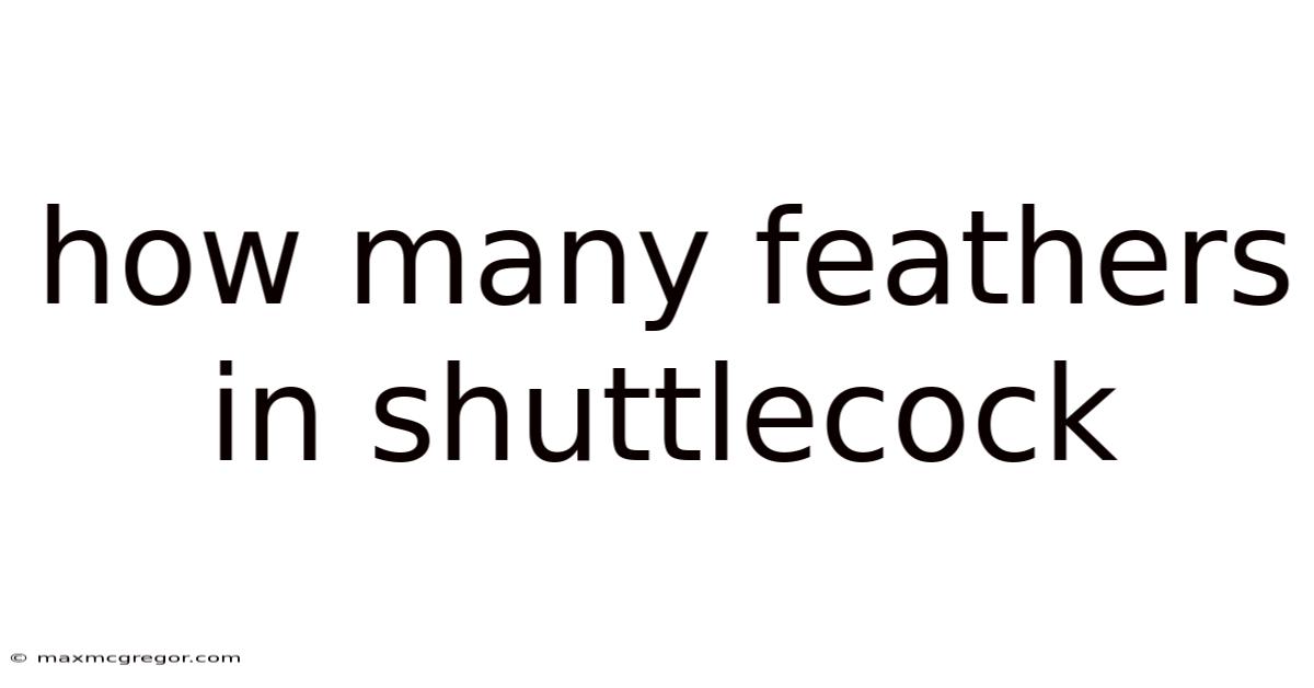 How Many Feathers In Shuttlecock