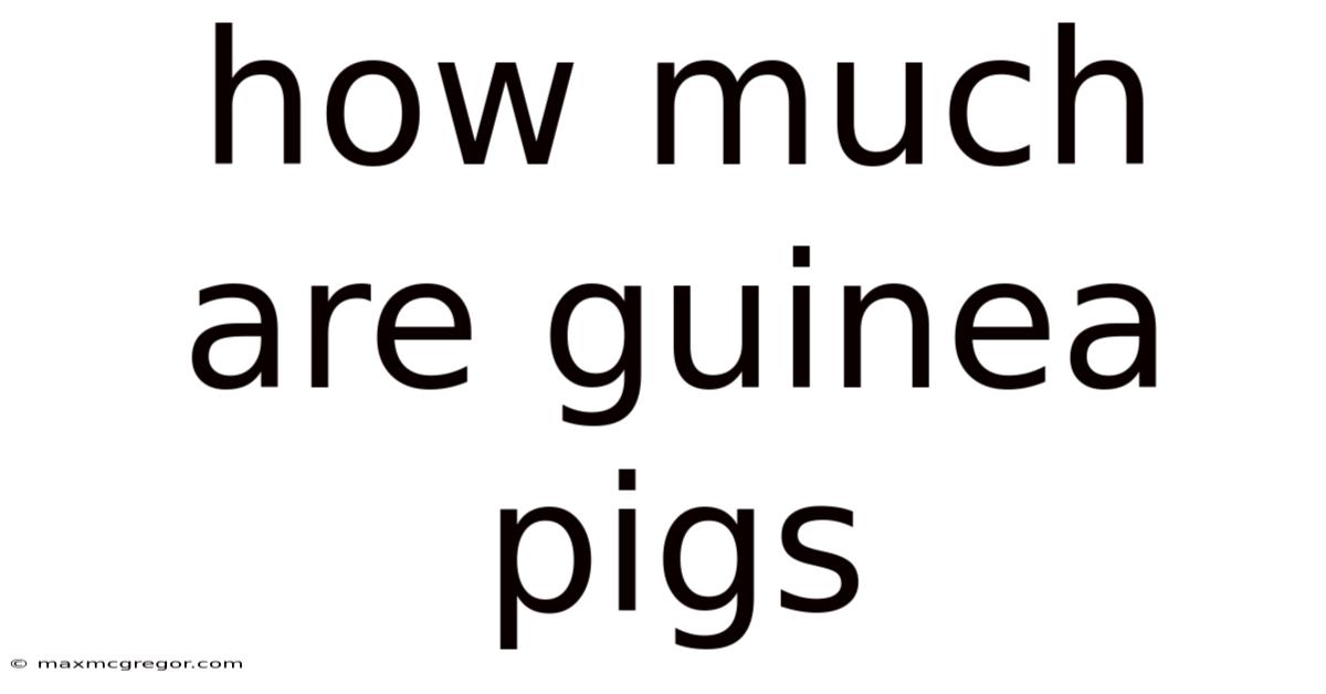 How Much Are Guinea Pigs