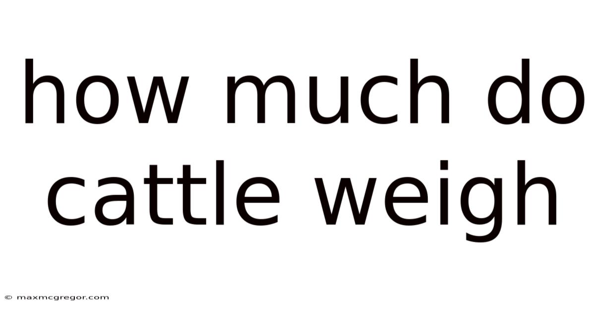 How Much Do Cattle Weigh