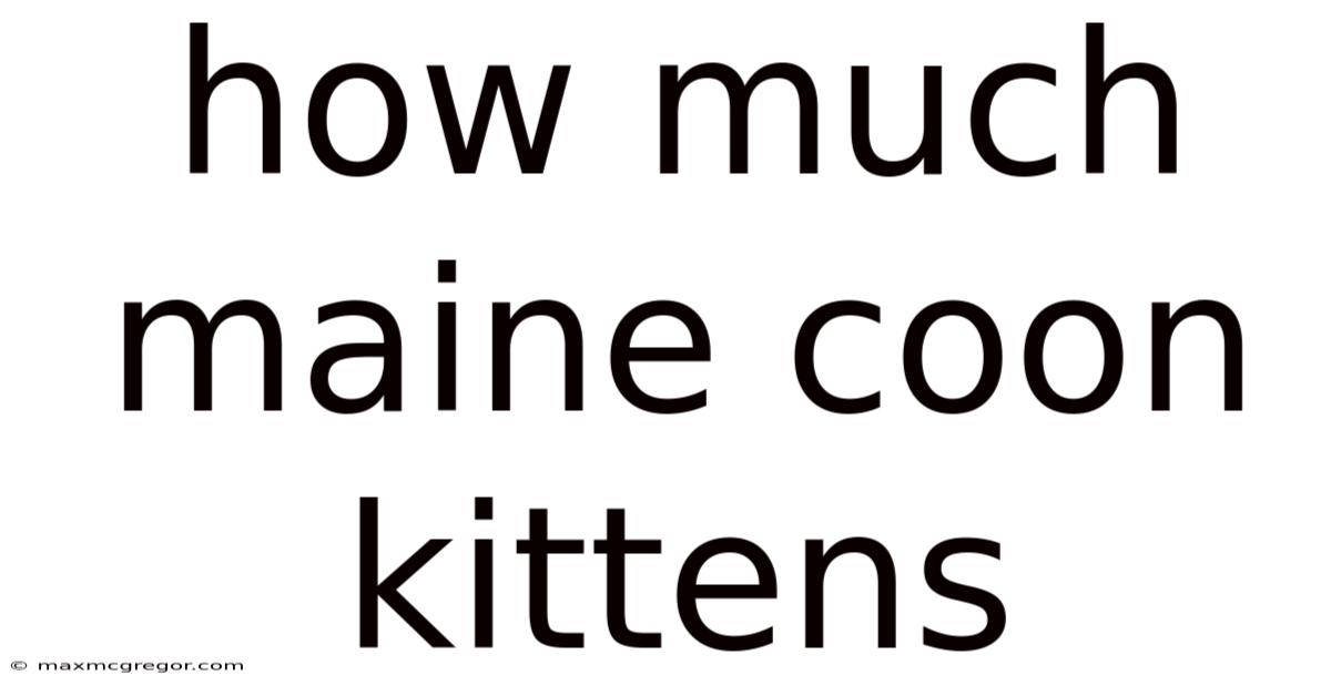 How Much Maine Coon Kittens