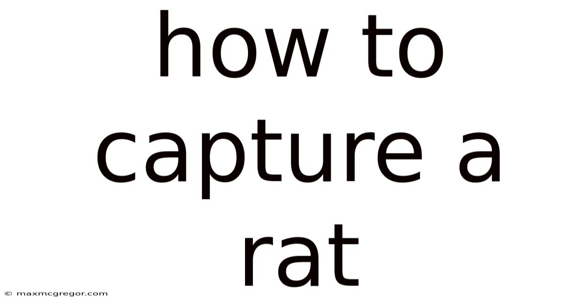 How To Capture A Rat