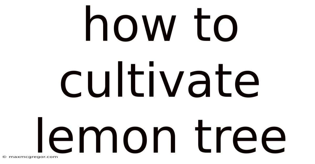 How To Cultivate Lemon Tree