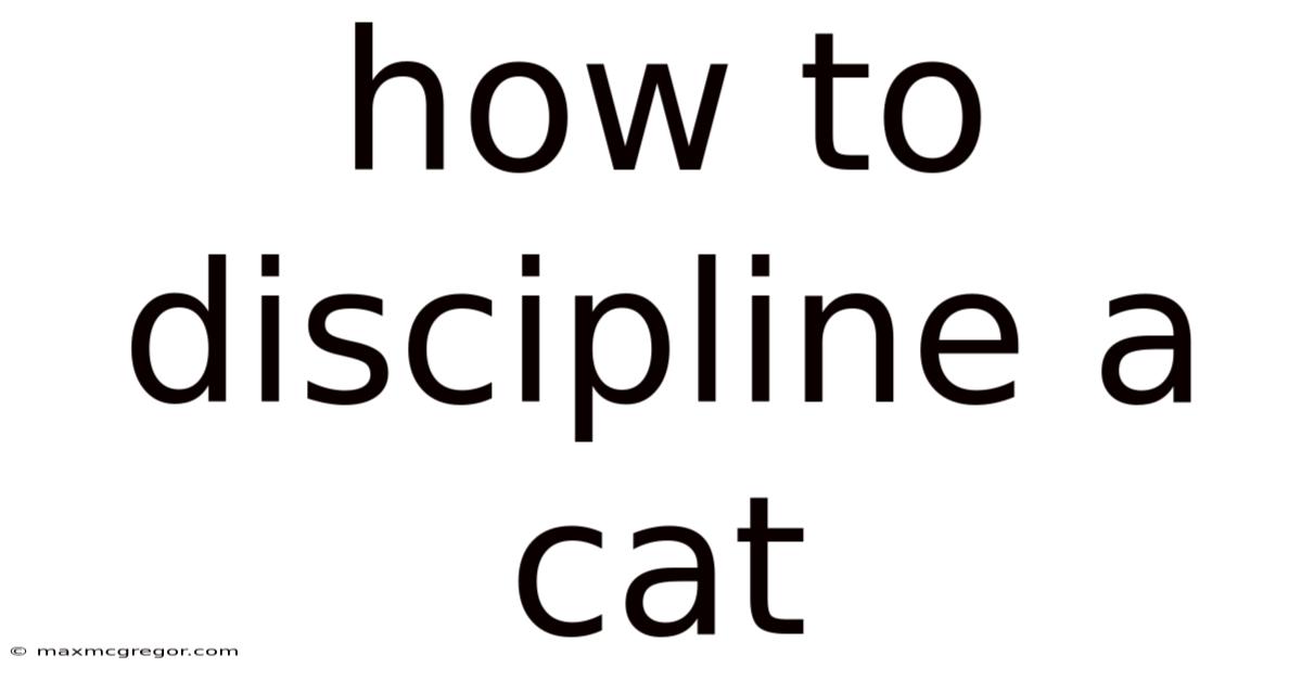 How To Discipline A Cat