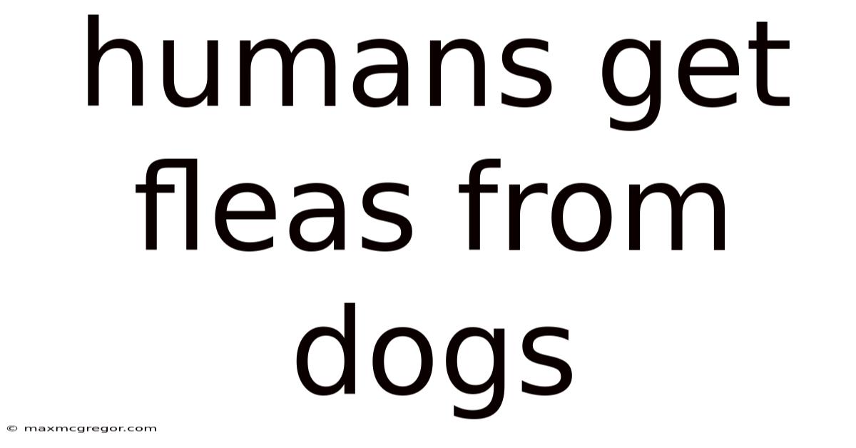Humans Get Fleas From Dogs