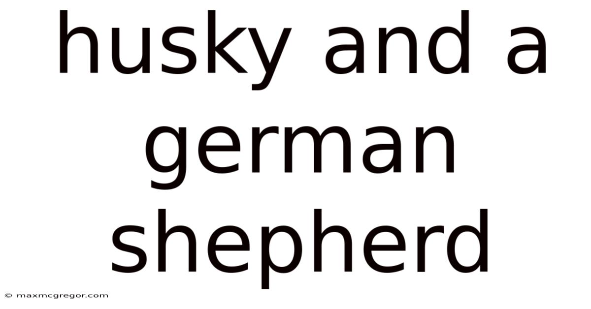 Husky And A German Shepherd