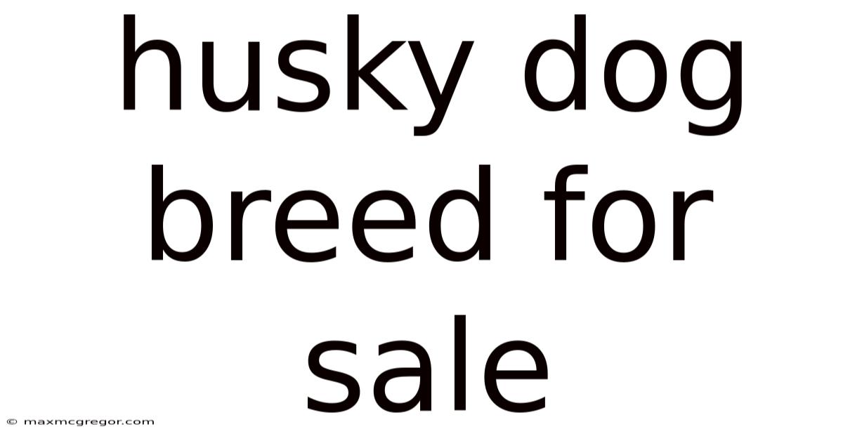 Husky Dog Breed For Sale