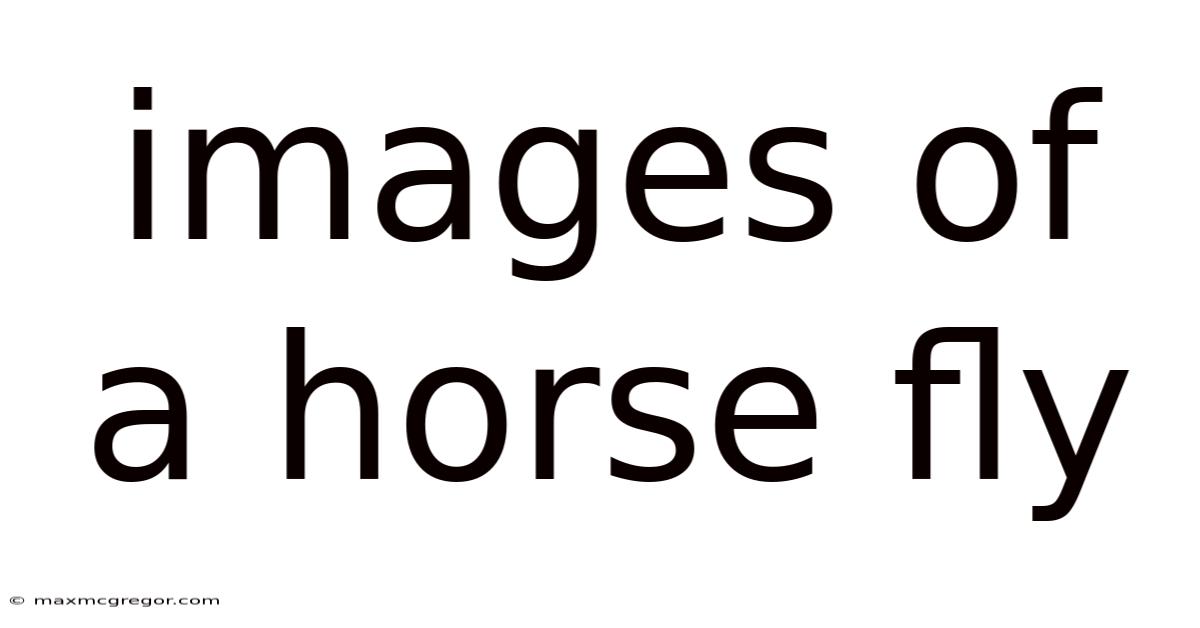 Images Of A Horse Fly