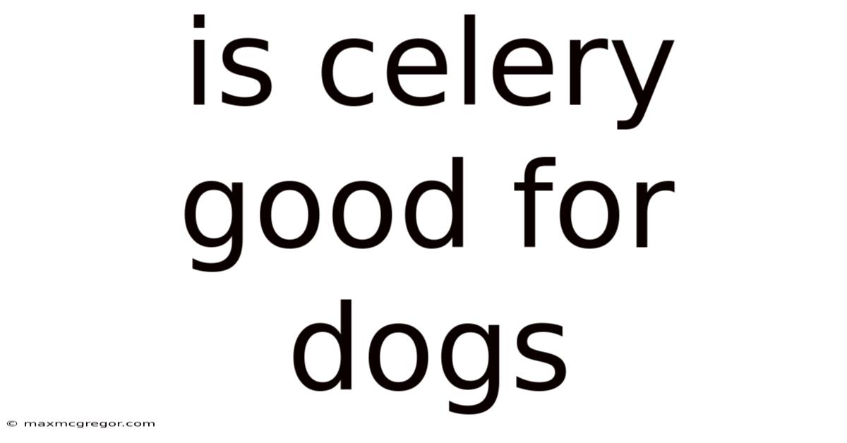 Is Celery Good For Dogs