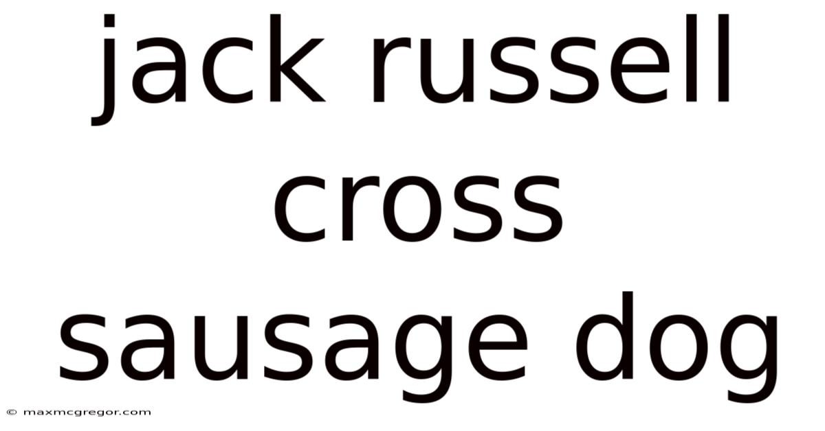 Jack Russell Cross Sausage Dog
