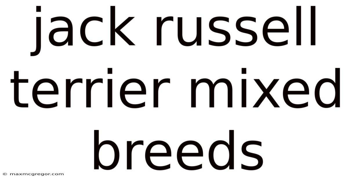 Jack Russell Terrier Mixed Breeds