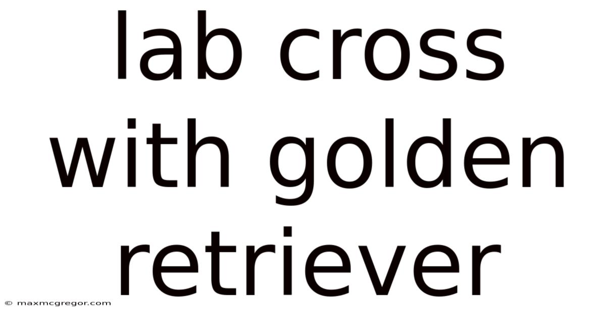 Lab Cross With Golden Retriever