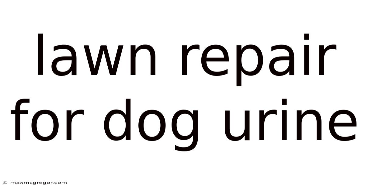 Lawn Repair For Dog Urine