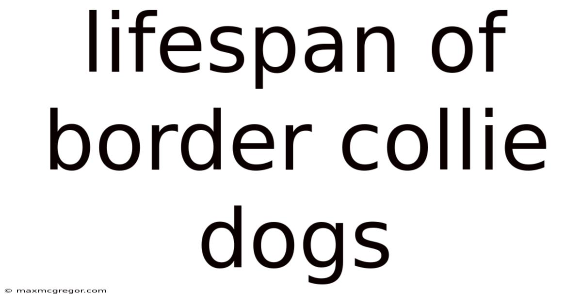 Lifespan Of Border Collie Dogs