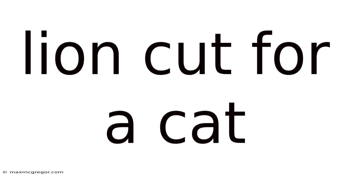 Lion Cut For A Cat