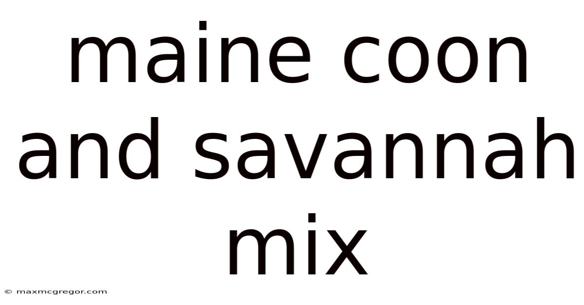 Maine Coon And Savannah Mix