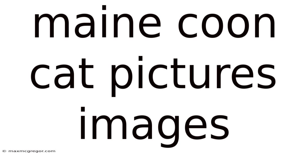 Maine Coon Cat Pictures Images