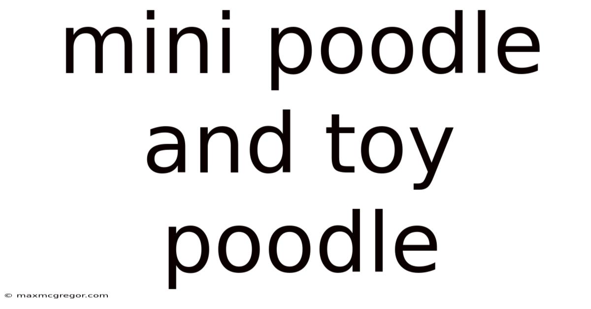 Mini Poodle And Toy Poodle