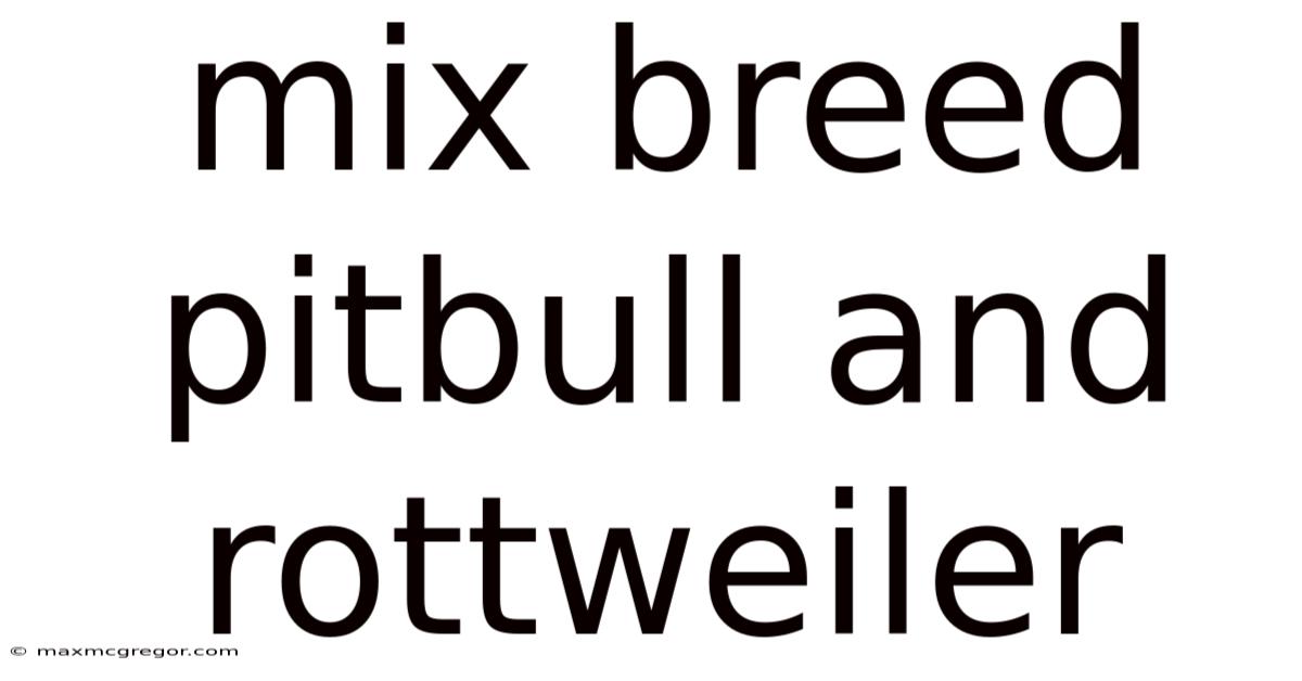 Mix Breed Pitbull And Rottweiler
