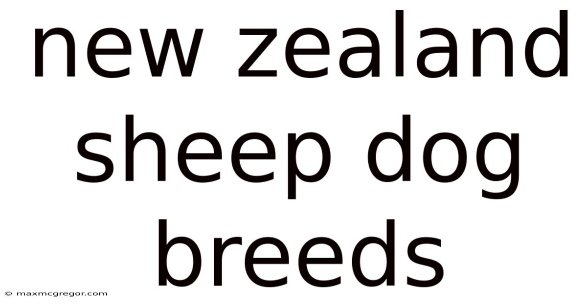 New Zealand Sheep Dog Breeds
