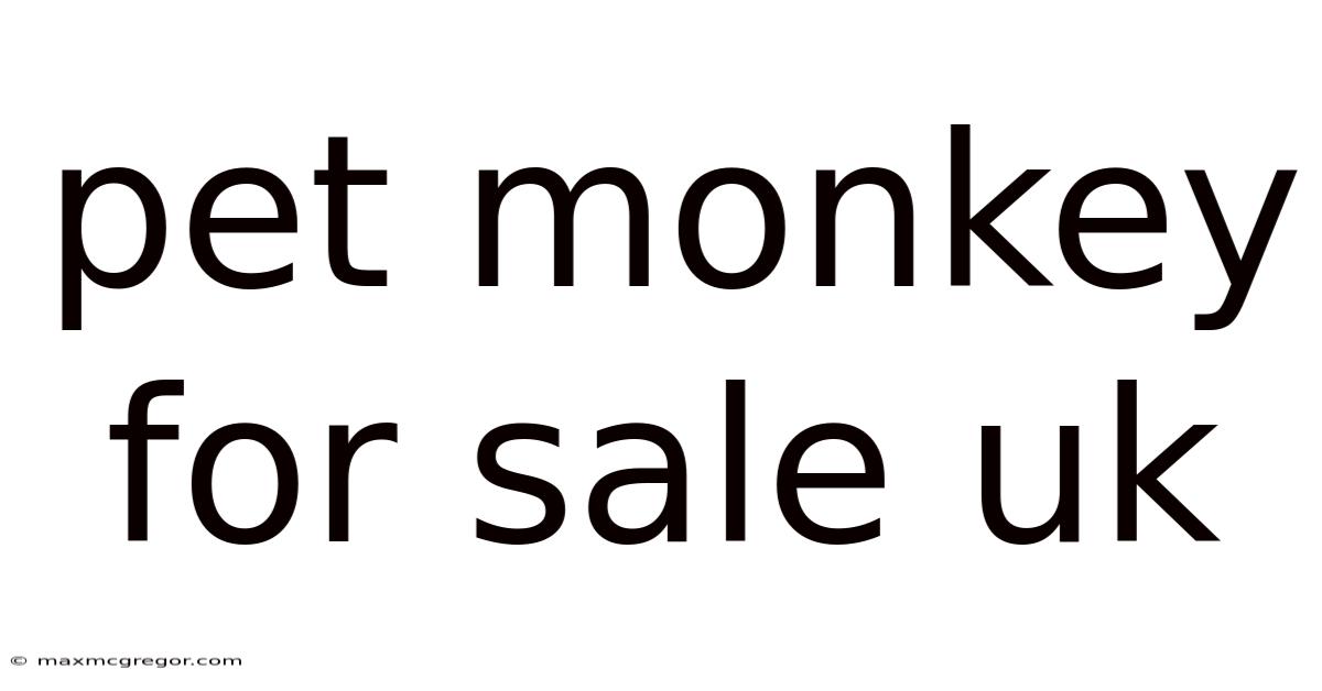 Pet Monkey For Sale Uk