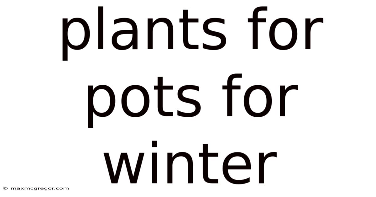 Plants For Pots For Winter