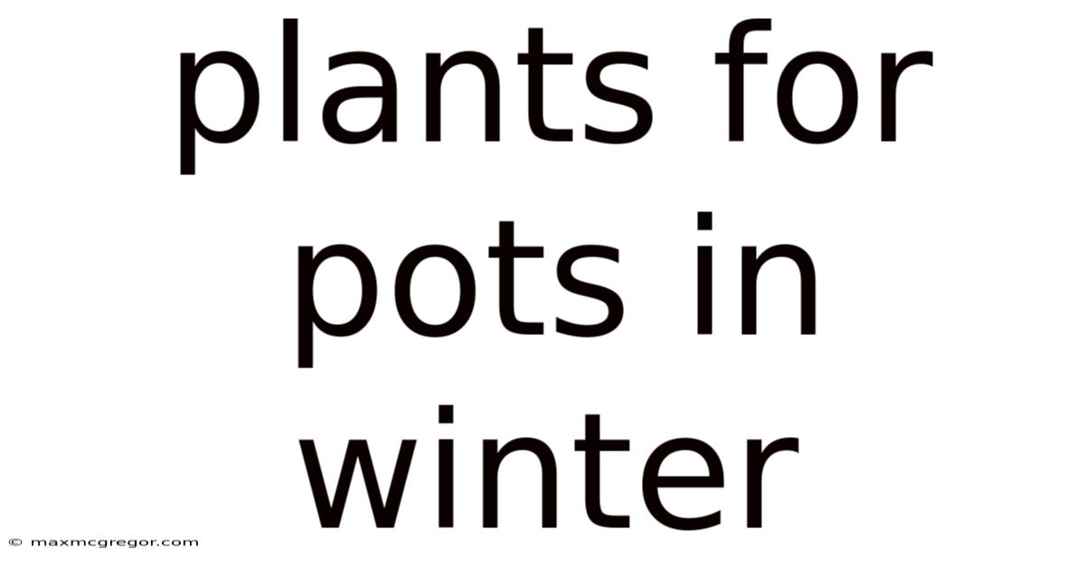Plants For Pots In Winter