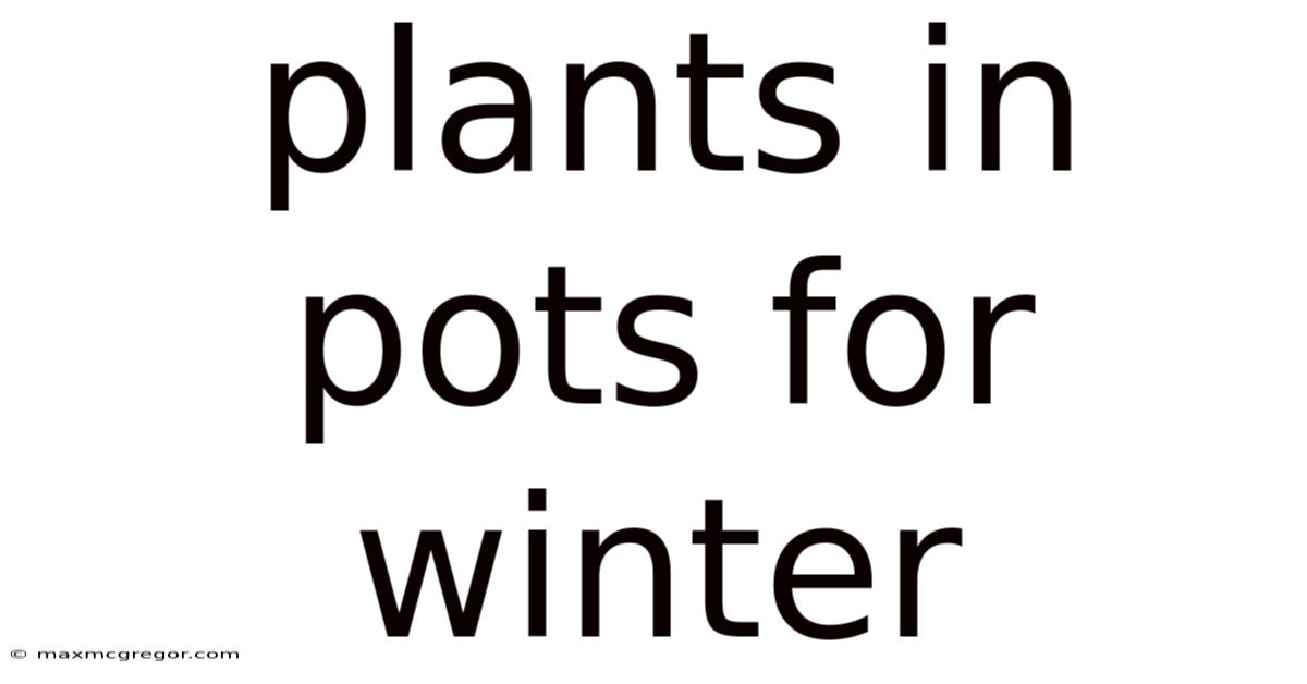 Plants In Pots For Winter