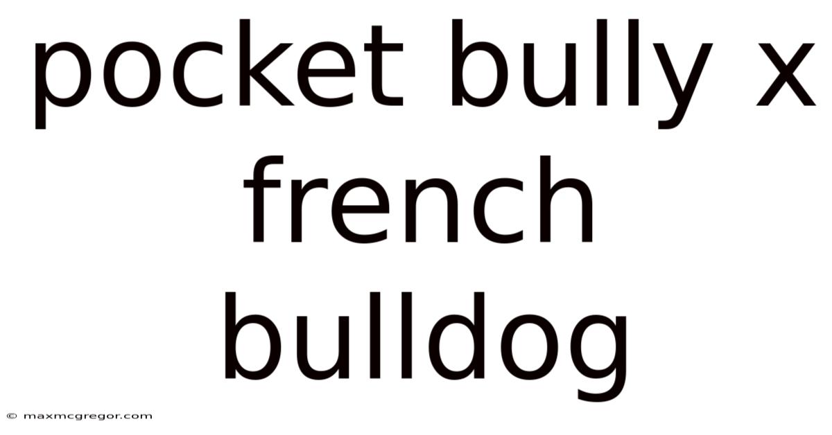 Pocket Bully X French Bulldog