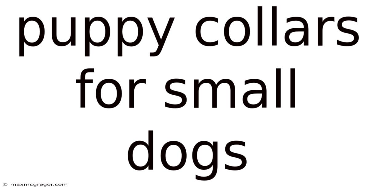 Puppy Collars For Small Dogs