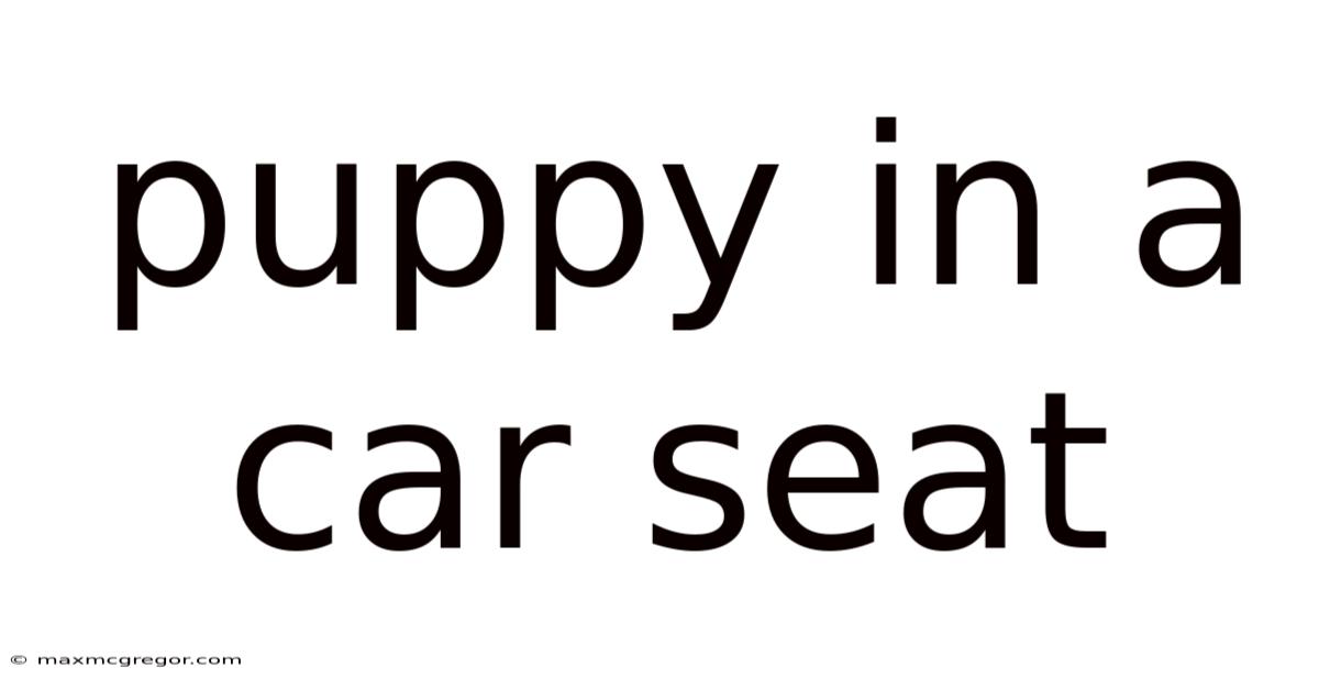 Puppy In A Car Seat