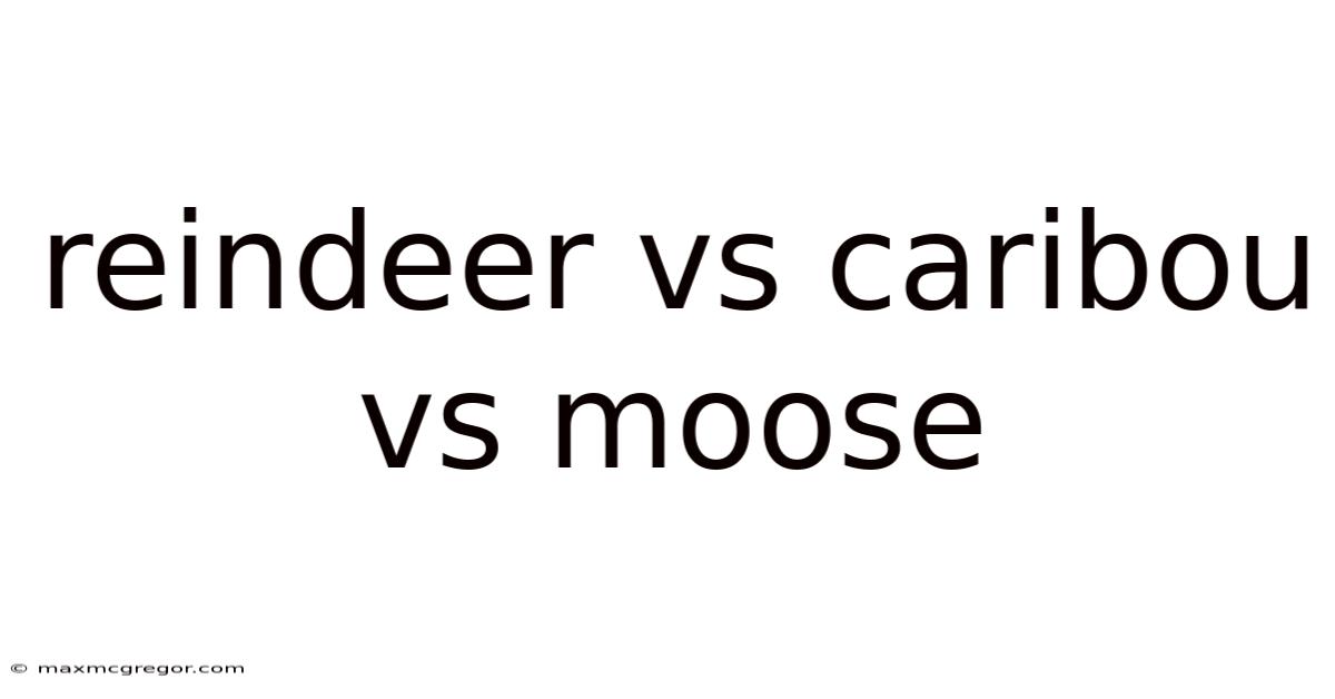 Reindeer Vs Caribou Vs Moose