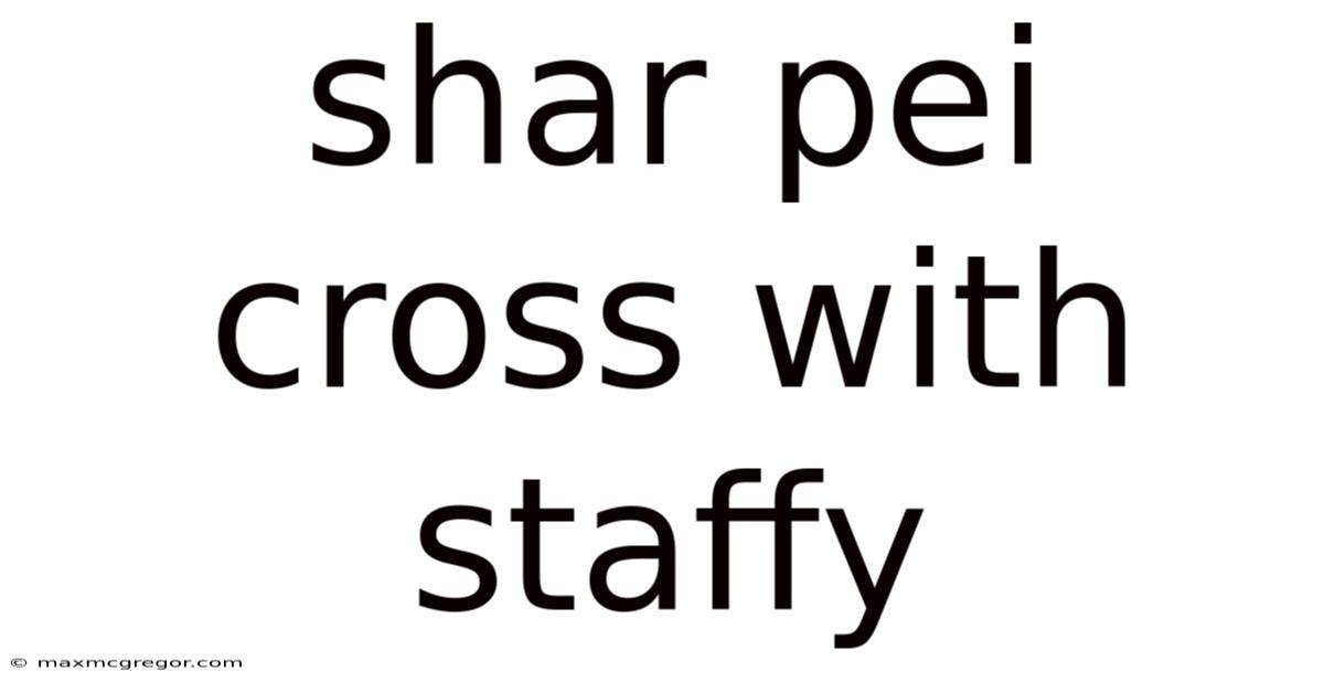 Shar Pei Cross With Staffy