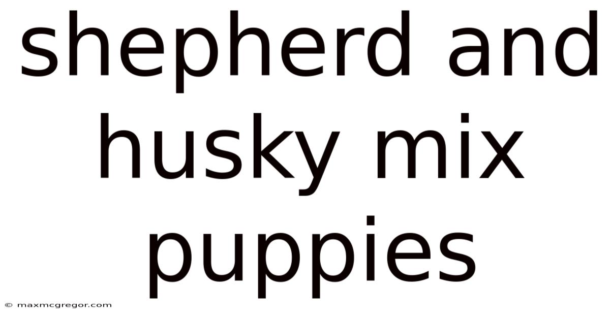 Shepherd And Husky Mix Puppies