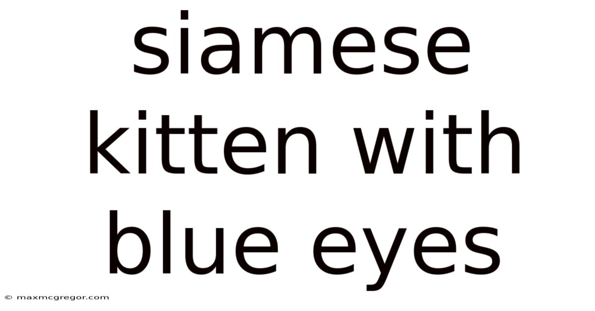 Siamese Kitten With Blue Eyes