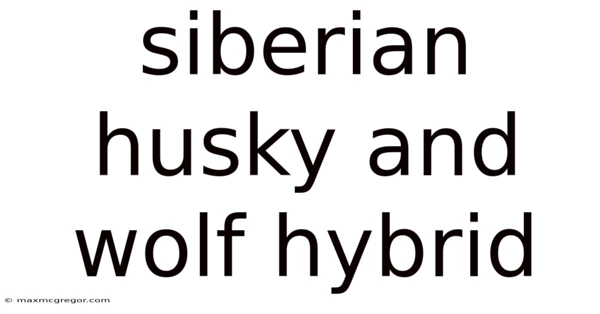 Siberian Husky And Wolf Hybrid