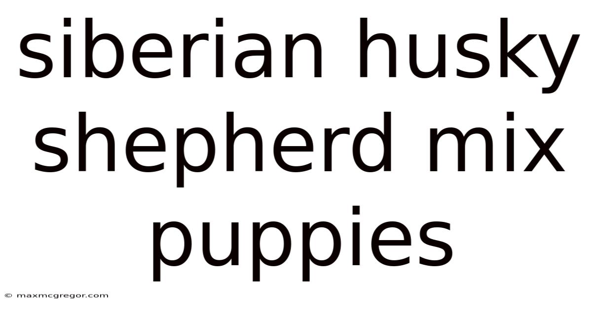 Siberian Husky Shepherd Mix Puppies