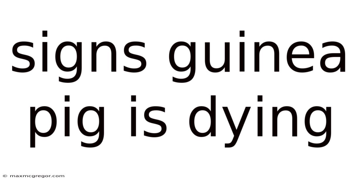 Signs Guinea Pig Is Dying