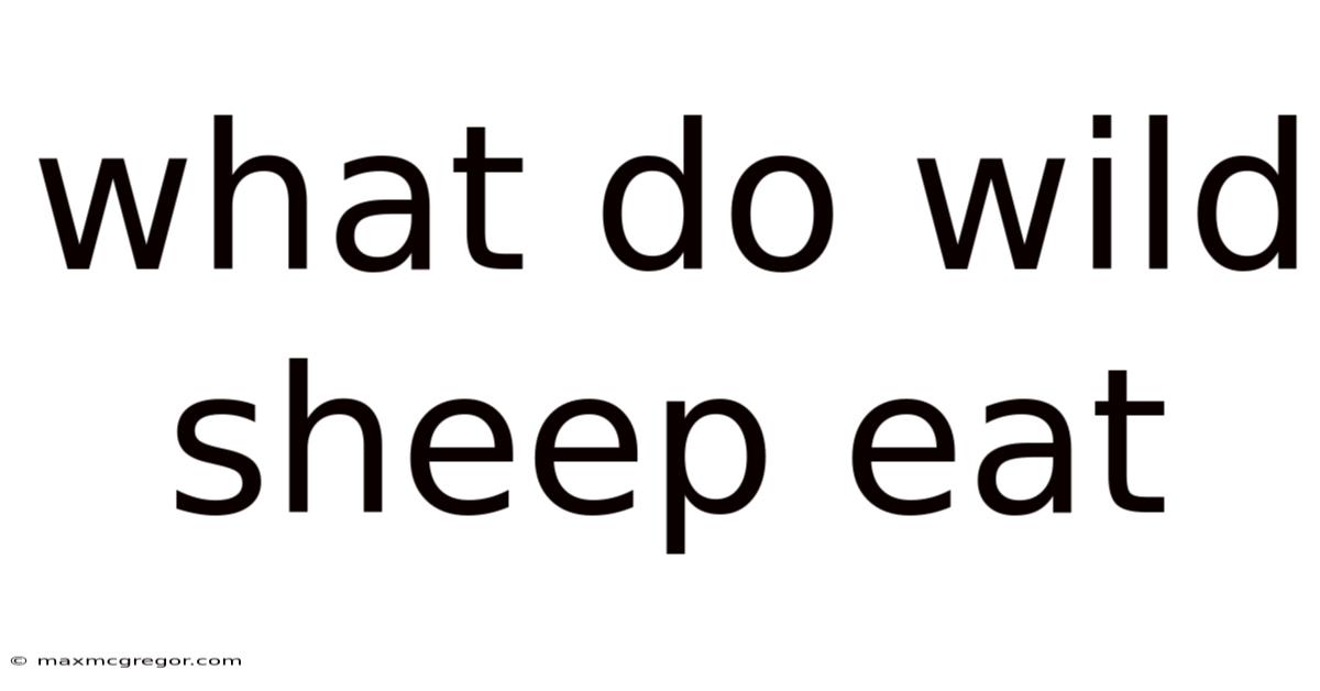 What Do Wild Sheep Eat